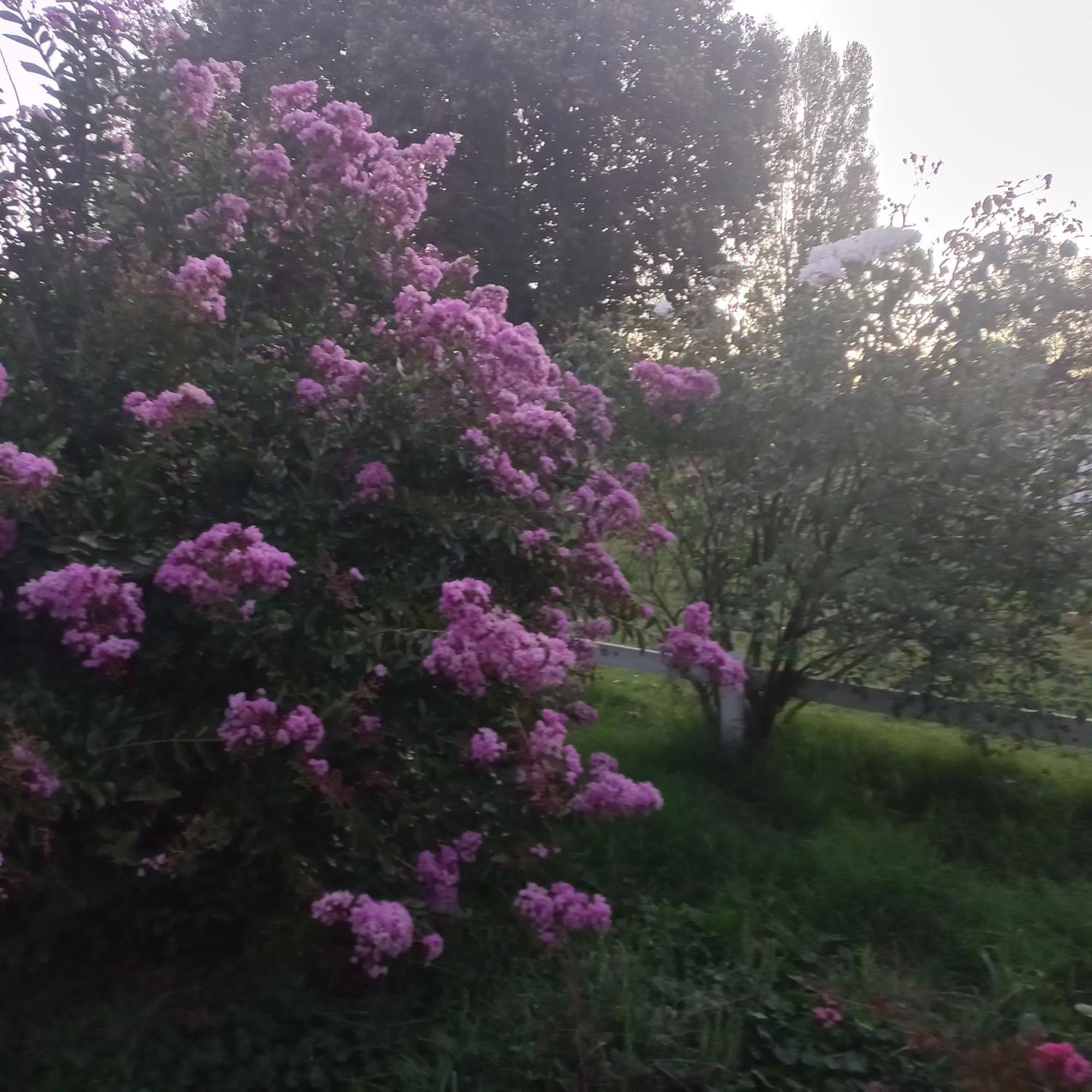 Pinto Villa Rosa House מראה חיצוני תמונה